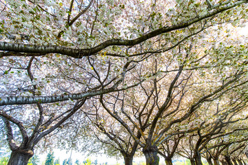 Beautiful Backlit Cherry Blossom Trees at the Clark Community College Campus in Vancouver WA USA