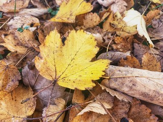 Photography of leaf detail