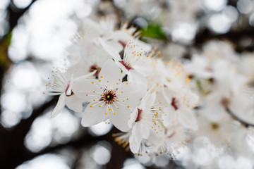 Spring apricots flowers background beautiful white branches of blooming apricots in the spring in the background blue sky. Apricot tree branch with flowers. Blooming tree branch with white flowers.