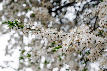 Spring apricots flowers background beautiful white branches of blooming apricots in the spring in the background blue sky. Apricot tree branch with flowers. Blooming tree branch with white flowers.
