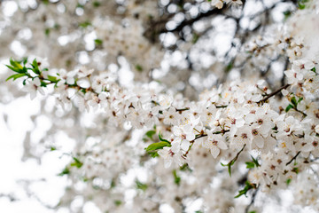 Spring apricots flowers background beautiful white branches of blooming apricots in the spring in the background blue sky. Apricot tree branch with flowers. Blooming tree branch with white flowers.