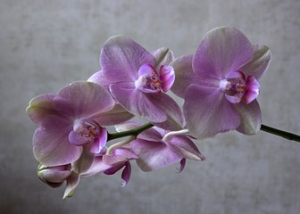 Orchid flowers closeup