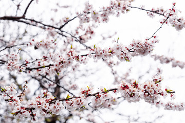 Spring pear flowers background, beautiful white branches of a blooming pear in the spring in the background blue sky. Pear tree branch with flowers. Blooming tree branch with white flowers.