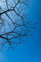 pattern of tree branch and blue sky