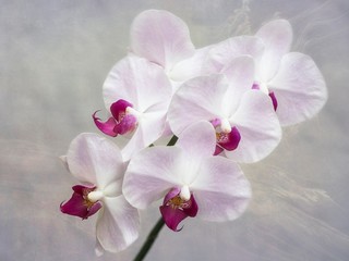 Obraz na płótnie Canvas Orchid flowers closeup