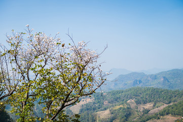 closeup of white flower on the mountain landscape