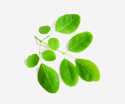 Closeup young moringa leaf branch isolated on white background, herb and medical concept