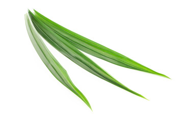 Obraz premium Fresh green pandan leaves isolated on white background
