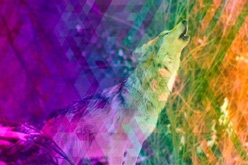 abstract colorful background. Wolf roaring