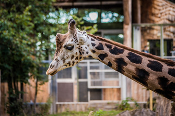 Animal outdoor. Giraffe from side. Head and neck of giraffe. Long neck.
