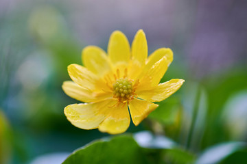 Caltha palustris with yellow flowers