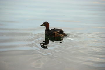 duck on the water