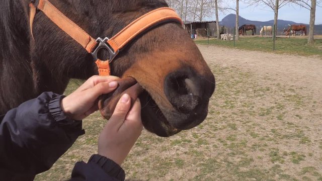 Horse rider make a fun. Woman pulls out horse tongue from muzzle, checks him, strokes and tickles. Fun and grimaces. Slow motion.
