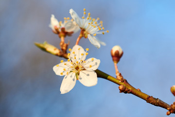 Blooming wild plums