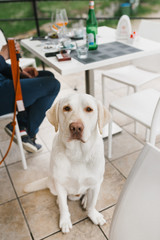 beautiful white labrador sit in a cafe