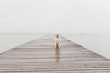 beautiful white labrador sits on a wooden bridge on the lake