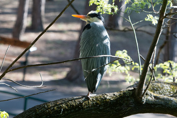 Grey Heron in urban area
