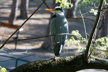 Grey Heron in urban area