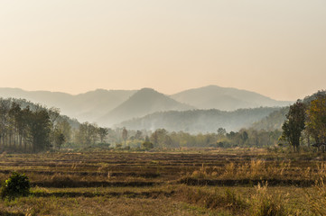 Fototapeta na wymiar mountain and dry farm rice landscape