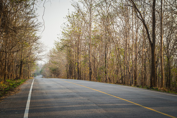 brown color of tree on the roadside