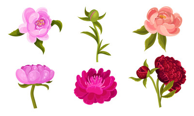 Colorful Peony Flower Buds on Green Stems with Showy Petals Vector Set
