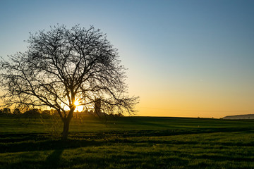 lonely tree at sunrise 