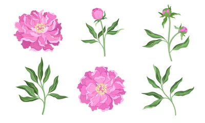 Fotobehang Peony Flowering Plant with Leaves and Showy Petals Vector Set © Happypictures
