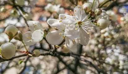A branch of cherry tree in blossom