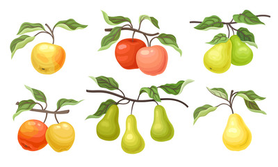 Ripe Apples and Pears Fruits Hanging on Branches with Veined Leaves Vector Set