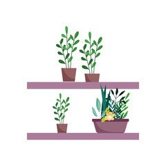 Fototapeta na wymiar shelf with potted plants flowers decoration gardening isolated icon on white background