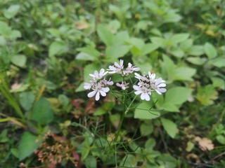 white flowers on a green background