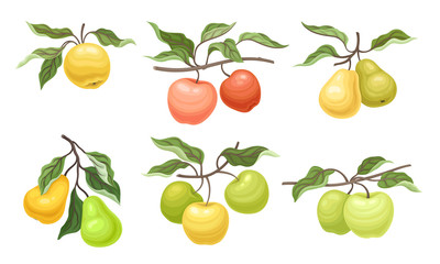 Ripe Apples and Pears Fruits Hanging on Branches with Veined Leaves Vector Set