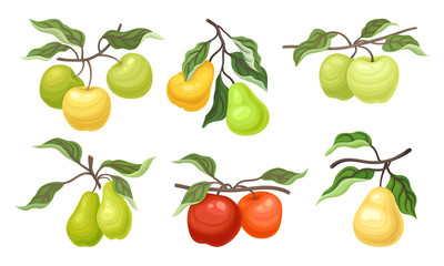 Ripe Apples and Pears Fruits Hanging on Branches with Veined Leaves Vector Set