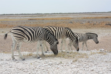 Fototapeta na wymiar Zèbres Etosha National Park Namibie