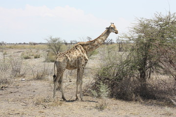 Naklejka na ściany i meble Girafe Etosha National Park Namibie
