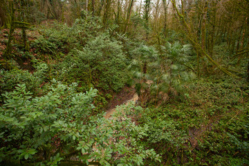 beautiful forest mountain landscape in autumn in sochi in  boxwood grove