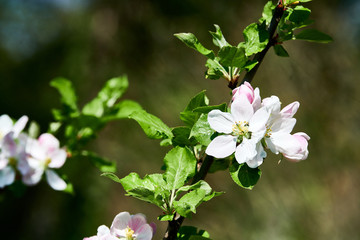 Apfelbaum Blüten Sommer Frühling blüht im Garten Wiese