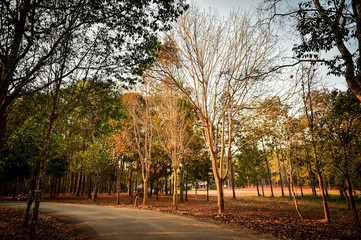 road and tree in forest of summer season