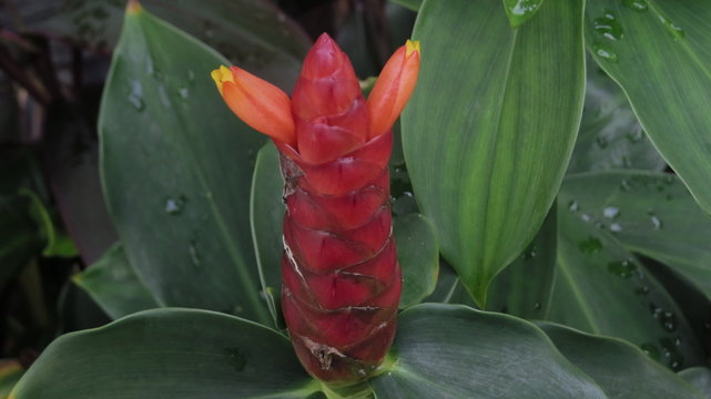 Fresh Indian Head Ginger flowers, Costus Speciosus with background water drop on leaves 