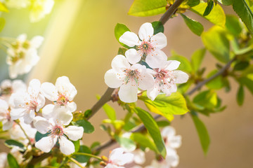 Blooming cherry branch against a bright sky. Abstract blurred background. Beautiful nature scene with a blooming tree.