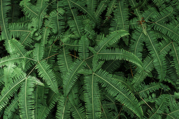 green fern leaves