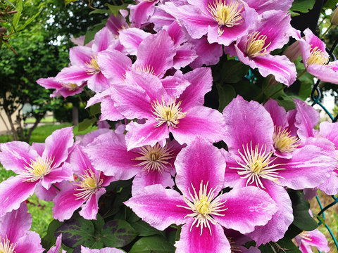Pink and white flowers clematis or clematis on trelis weaving on the grid.