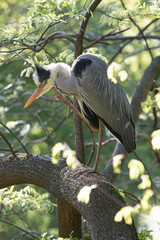 Naklejka premium Grey Heron in urban area