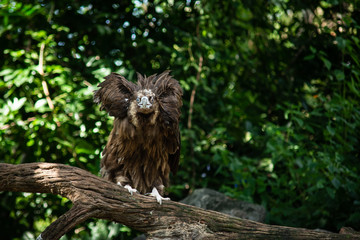 Cinereous Vulture