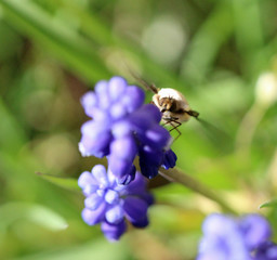 Bee flying and pollinating purple flower in spring time