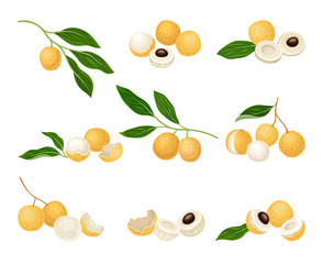 Longan Exotic Circular Fruit with Tan Peel and Translucent Flesh Vector Set