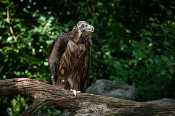 Cinereous Vulture