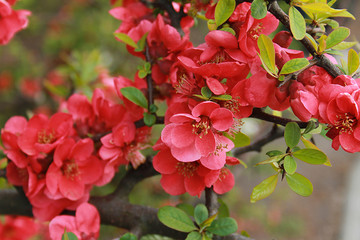 Spring photo of lush flowering trees, close-up
