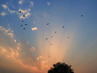 Evening sunlight and birds flying back to the nest.