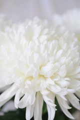 huge white flower close-up